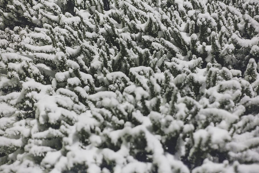 Photo of Plant With Covered With Snow, cold, ze, zing, frost HD wallpaper