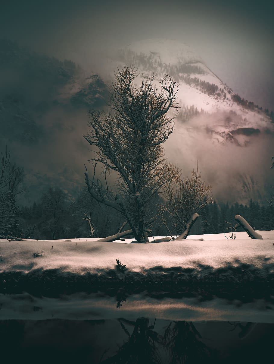 bare tree near snow capped mountain, sky, cold temperature, plant HD wallpaper