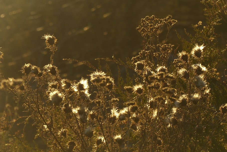 sunlight, leaves, seeds, illumination, bright, dream, plant HD wallpaper