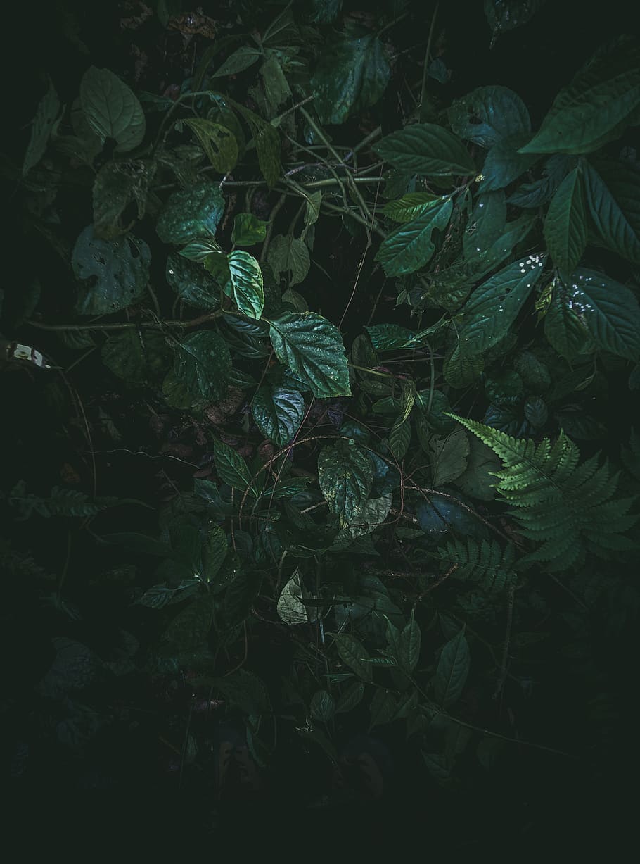 Green Leafed Plant, green color, plant part, no people, nature HD wallpaper