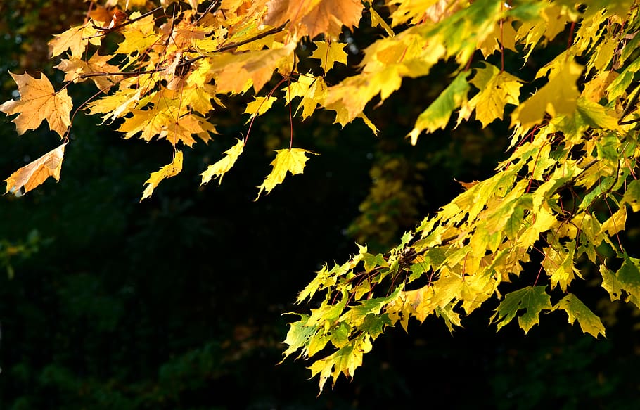 leaves, maple, autumn, leaf, nature, fall foliage, maple leaf HD wallpaper