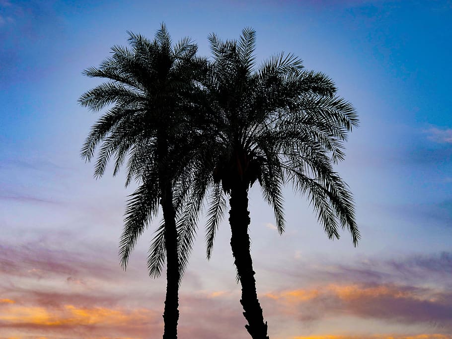 palm trees, backlighting, sunset, sky, abendstimmung, silhouette HD wallpaper