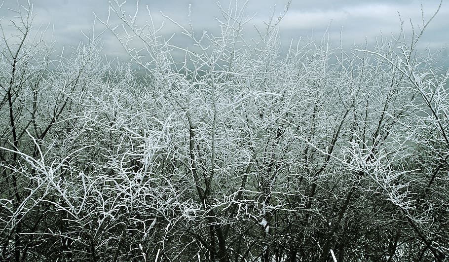 Trees, branches, cold, season, snow, weather, winter, plant, growth HD wallpaper