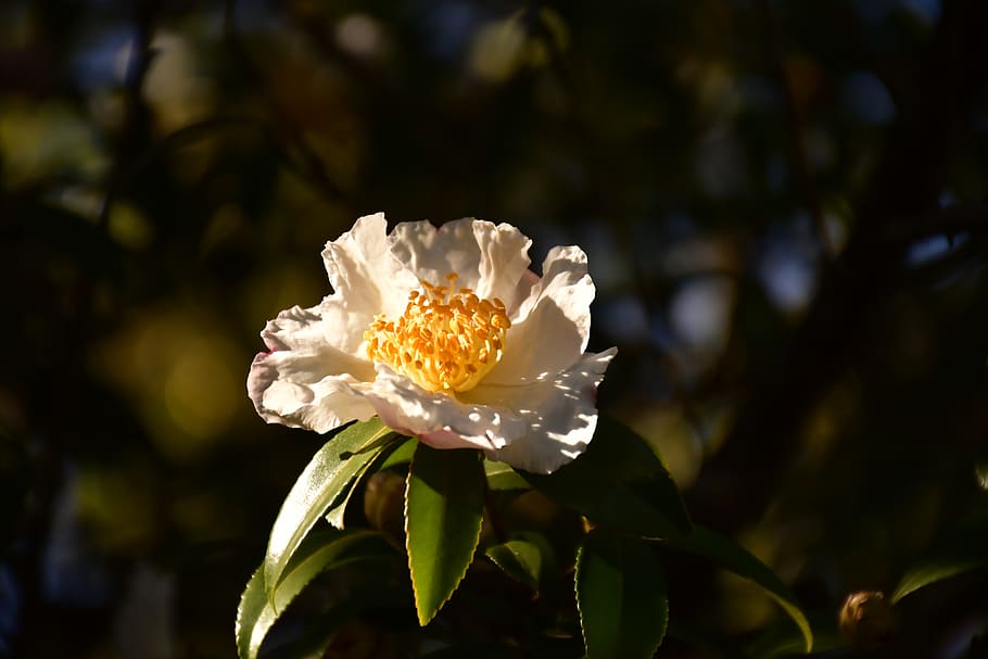 flower, flowering plant, freshness, beauty in nature, growth HD wallpaper