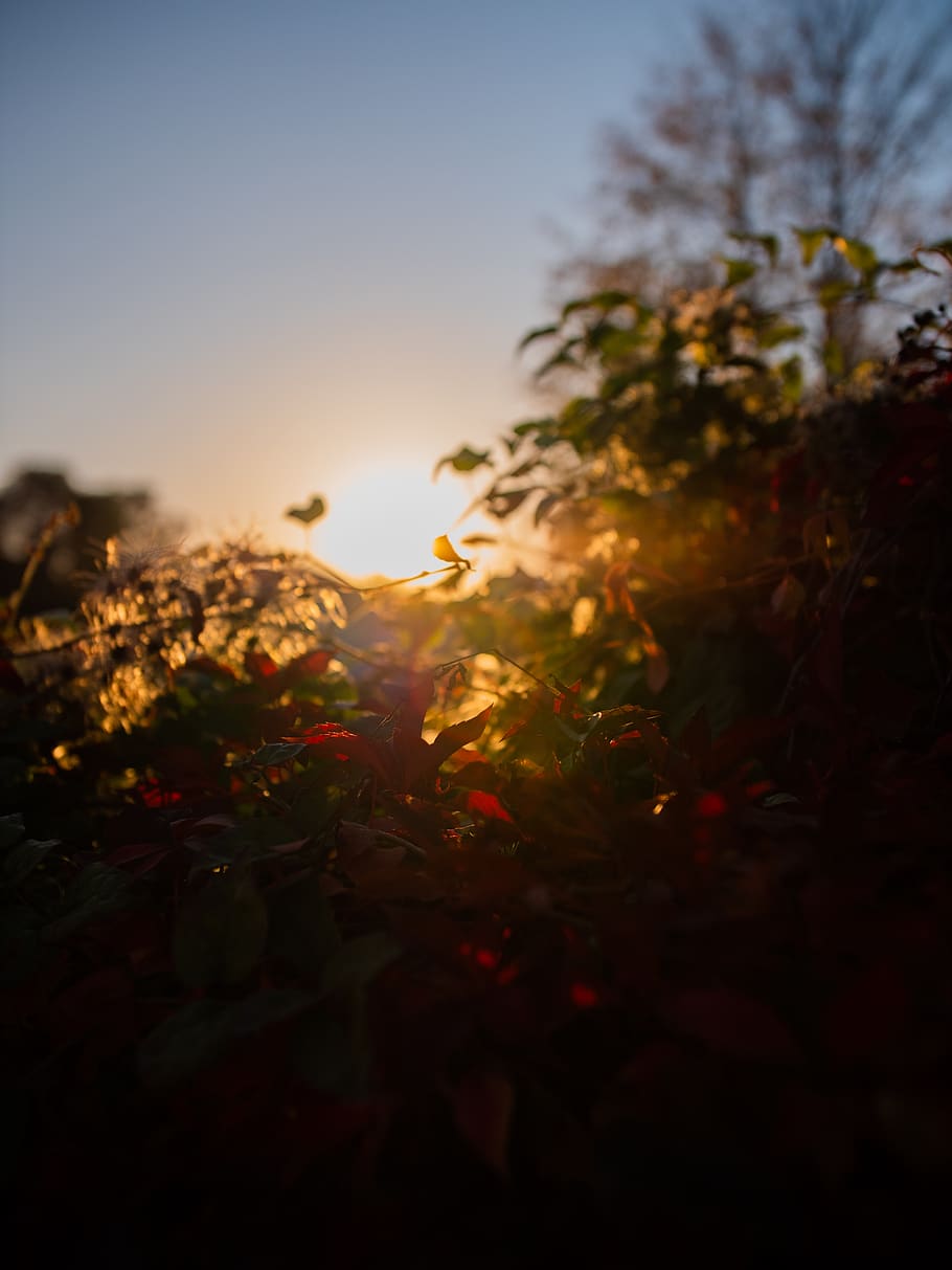 sunset, sky, plant, nature, sunlight, beauty in nature, tranquility HD wallpaper