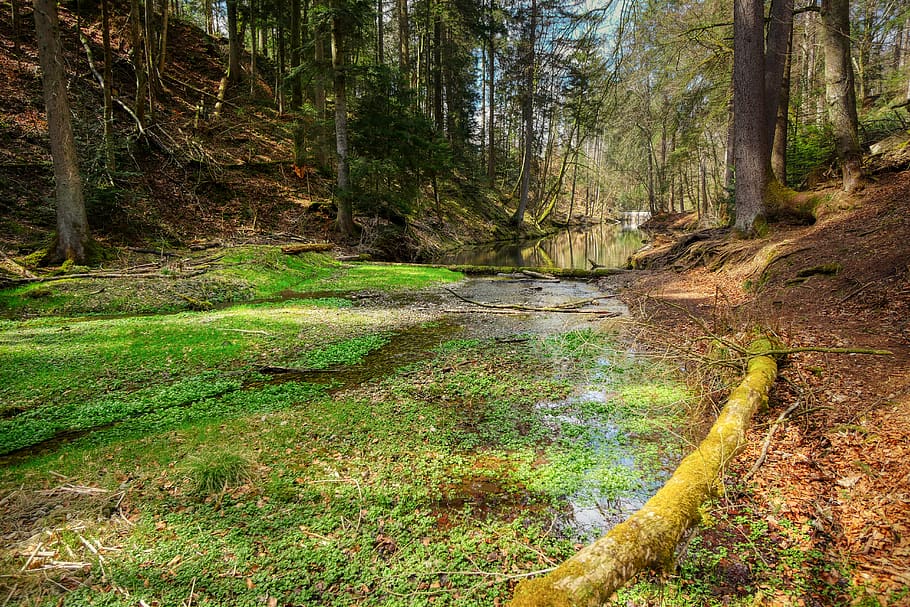 forest, valley, bach, river, landscape, trees, wilderness, scenic HD wallpaper