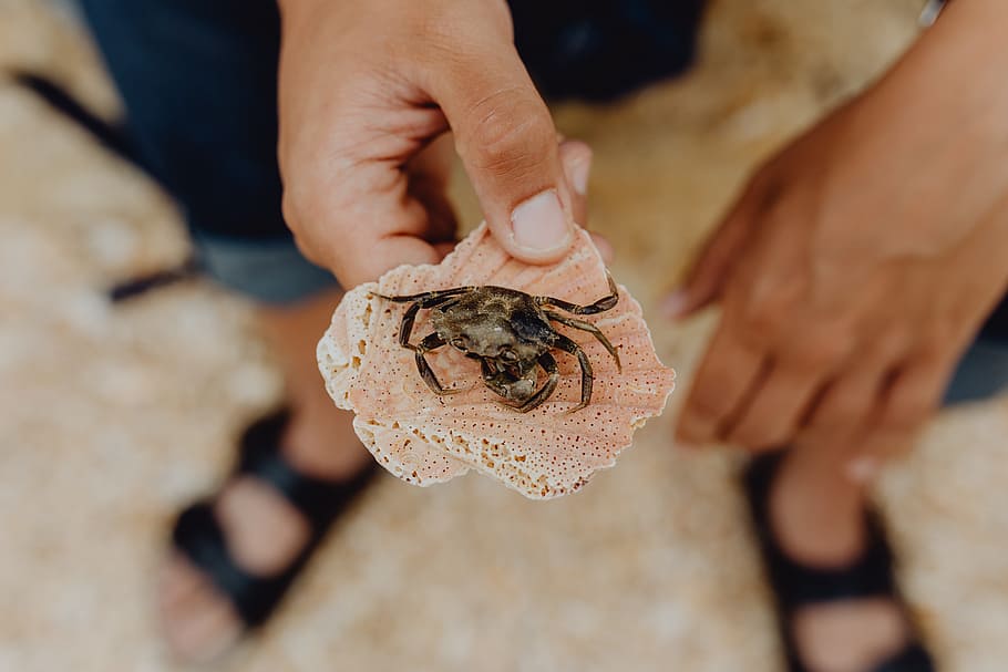 Dry dead crab at the beach, nature, hand, human hand, human body part HD wallpaper