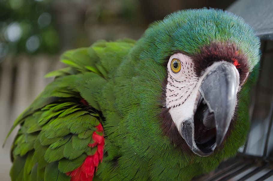 close, closeup, parrot, bird, animal, nature, animal themes HD wallpaper