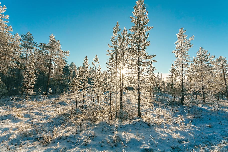 Green Tree With Snows, cold, daylight, environment, forest, zing HD wallpaper
