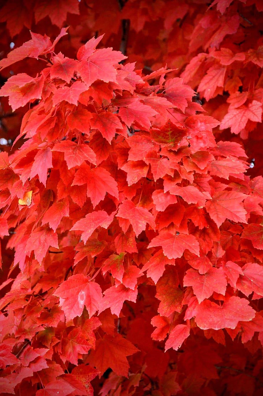 close up, tree, fall colors, leaves, backgrounds, beauty in nature HD wallpaper