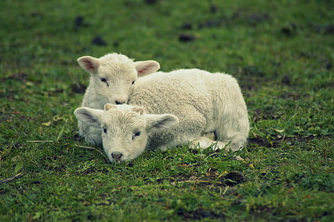 lamb, snuggle, relax, easter lambs, schäfchen, young, cute HD wallpaper
