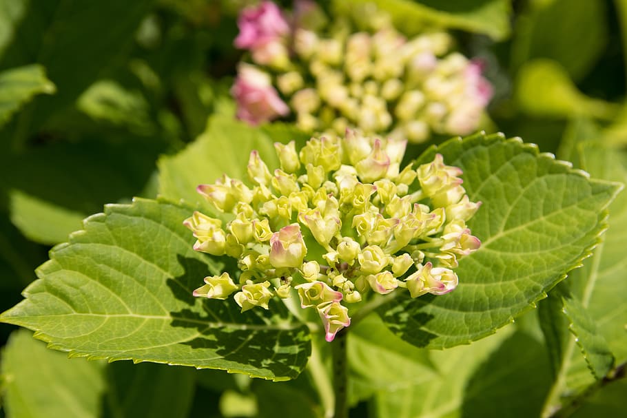 hydrangea, bud, pink, plant, summer, garden, hydrangea flower HD wallpaper