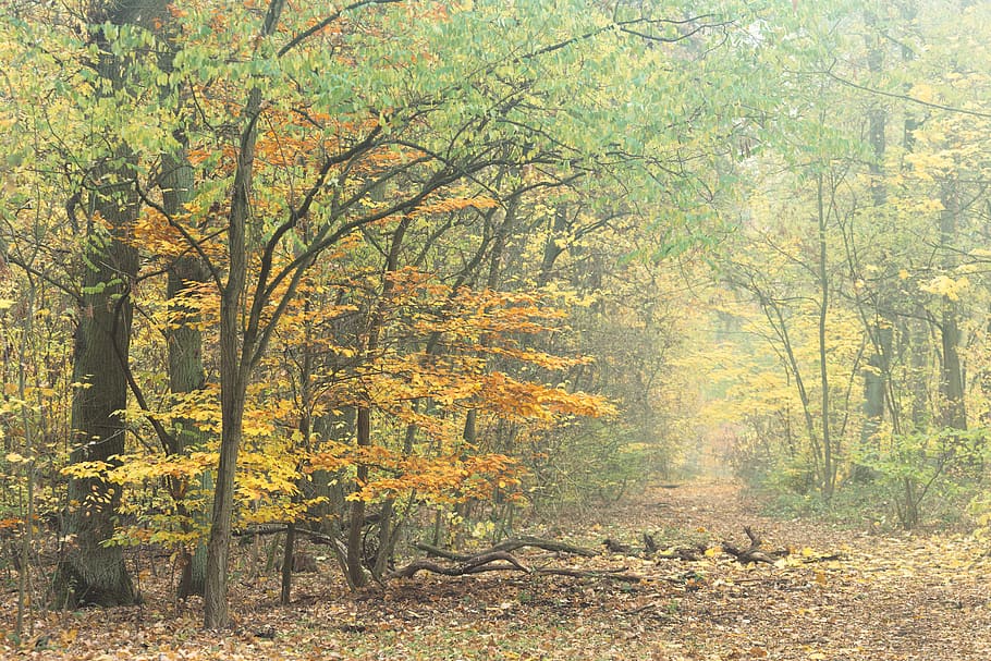 germany, berlin, buch, leaves, morning, fog, yellow, autumn HD wallpaper