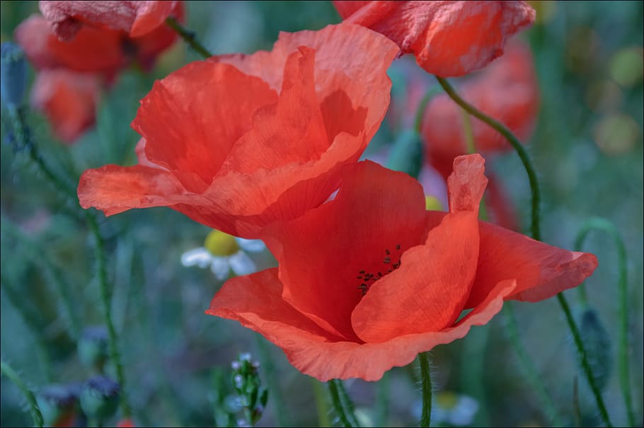 flower, nature, flora, leaf, poppy, summer, field, flowering plant HD wallpaper