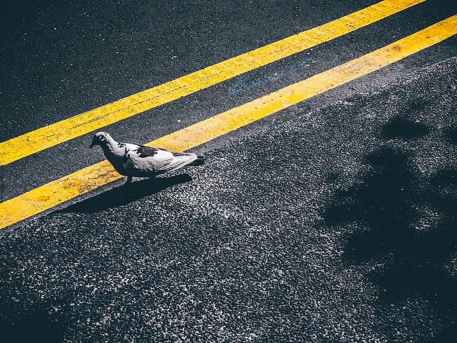 bird on asphalt road, transportation, sign, city, high angle view HD wallpaper