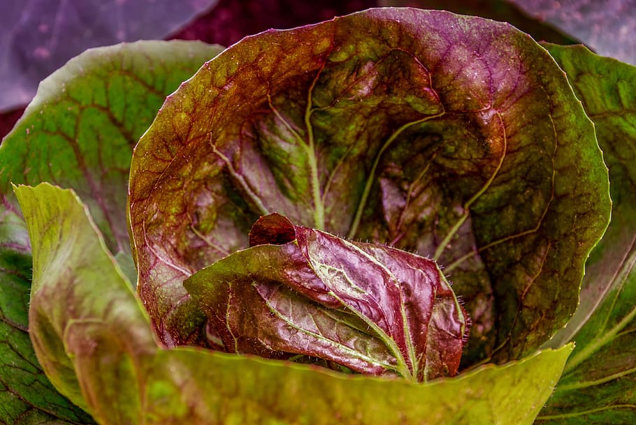 kohl, cabbage, cabbage leaves, food, healthy, smooth, shiny HD wallpaper