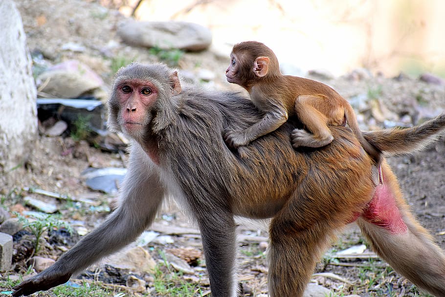 wild, animals, monkey, mother, baby, mammal, forest, wildlife HD wallpaper