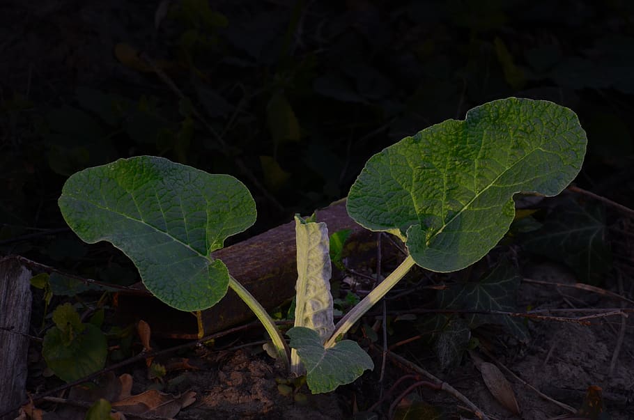 plant, leaf, flower, blossom, veins, green, growing, leaves HD wallpaper