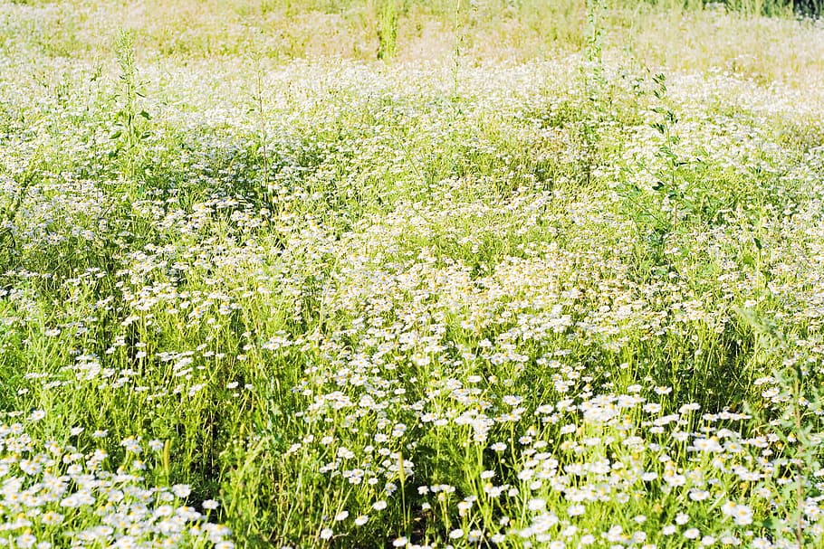 camomile, chamomile, daisy, field, flower, grass, green, herb HD wallpaper