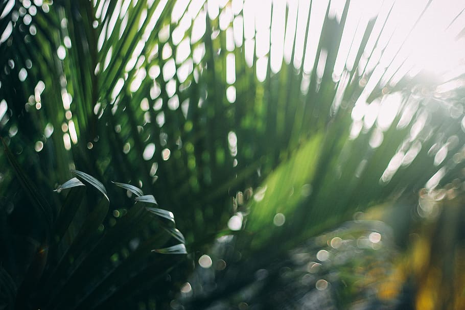 green, plants, growth, green color, leaf, plant part, nature HD wallpaper