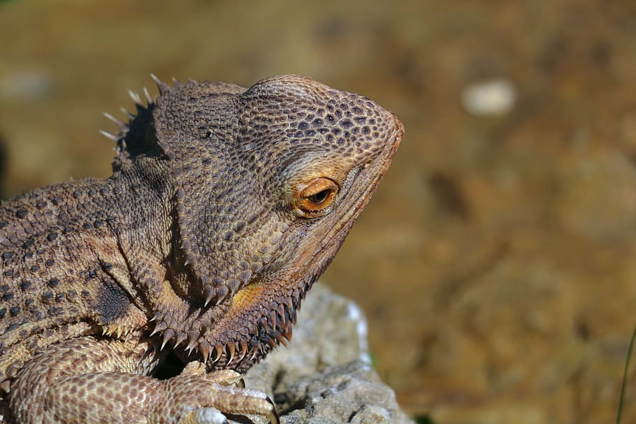brown bearded dragon, animal themes, one animal, animals in the wild