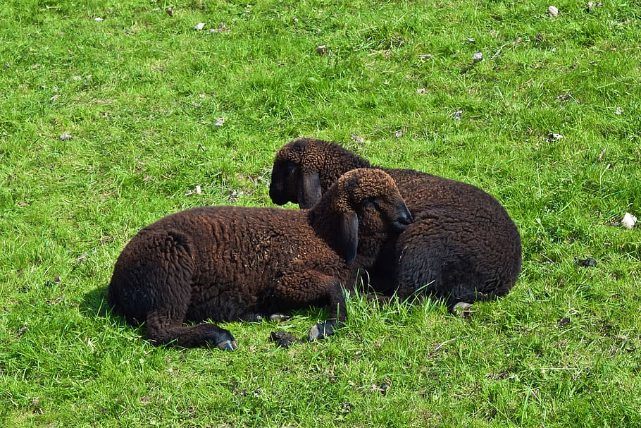 animal, sheep, lamb, wool, nature, cattle, flock, landscape HD wallpaper