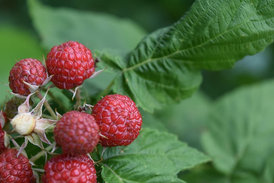 nature, raspberry, summer, vitamins, garden, berries, healthy eating HD wallpaper