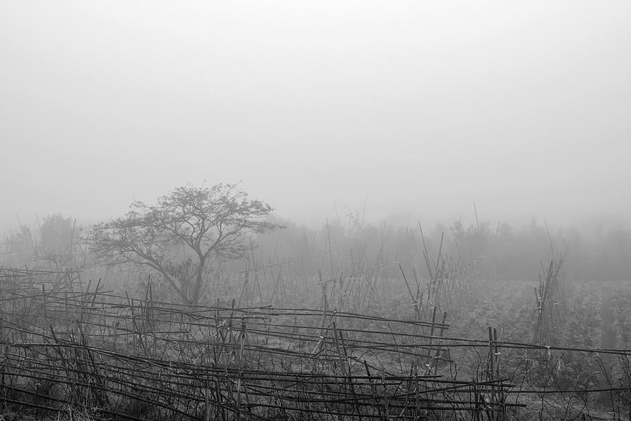 fog, sky, tree, tranquility, tranquil scene, nature, beauty in nature HD wallpaper