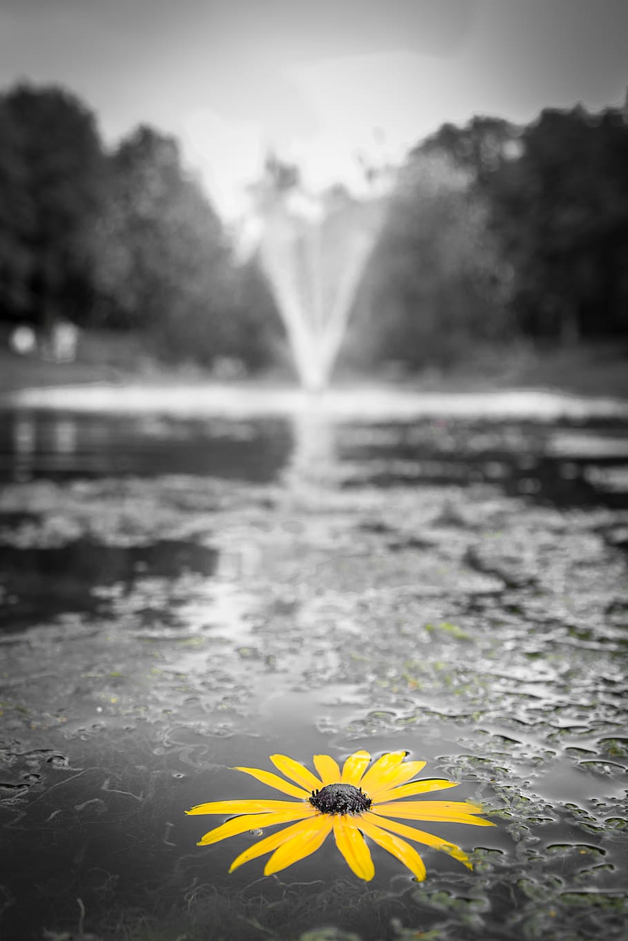 Selective Focus Photography of Yellow Black Eyed Susan Flower on Water HD wallpaper
