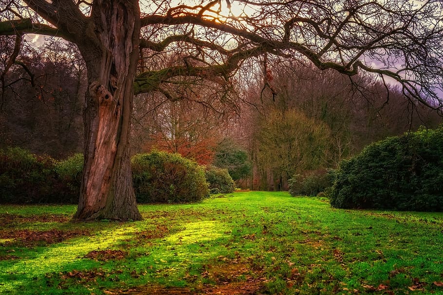 sun, backlighting, forest, nature, landscape, tree, autumn HD wallpaper