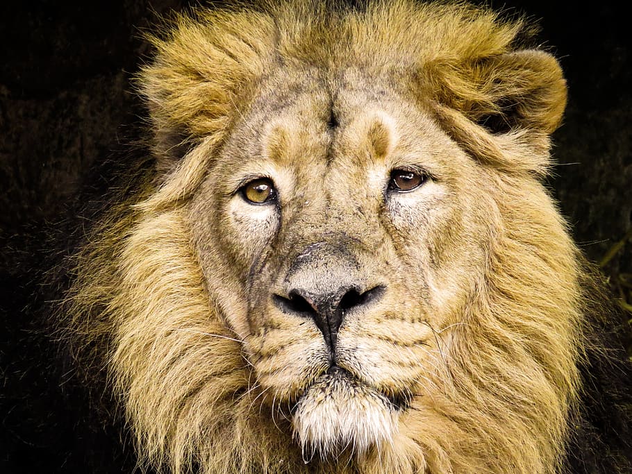 animals, predator, lion, big cat, carnivores, wild, animal portrait HD wallpaper