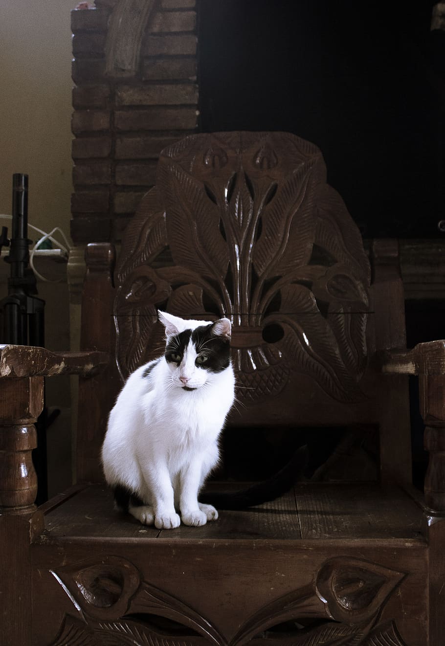 chair, cat, alone, pet, domestic, pets, domestic animals, mammal HD wallpaper