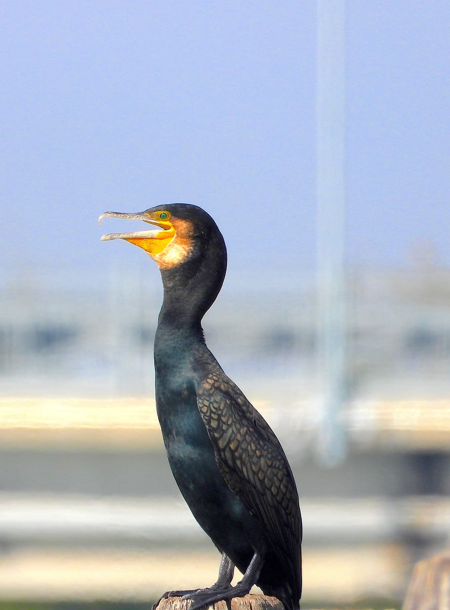 cormorant, bird, nero, animals in the wild, animal wildlife HD wallpaper