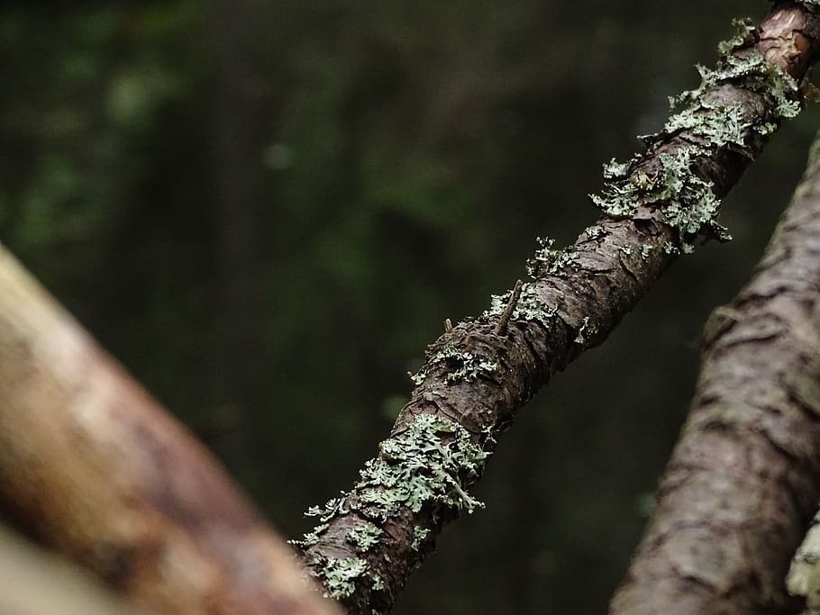 tree, foresz, moose, plant, forest, tree trunk, nature, growth HD wallpaper