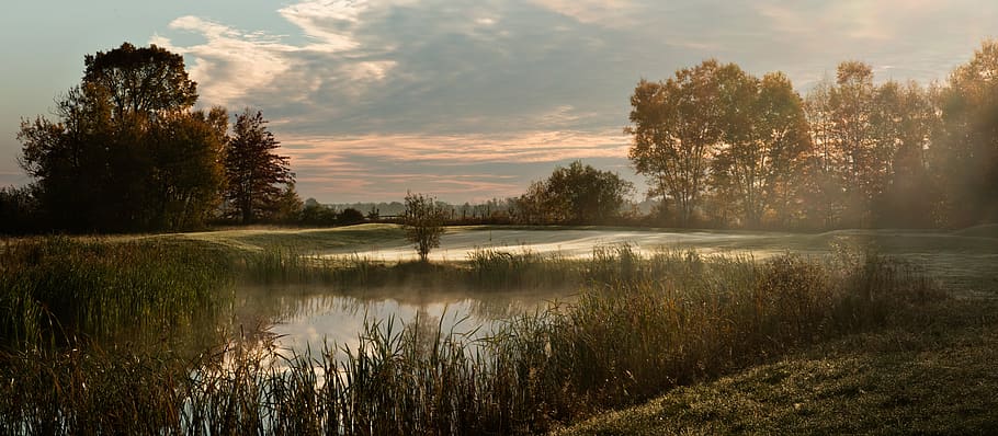 nature, water, panoramic, reflection, dawn, tree, lake, plant HD wallpaper