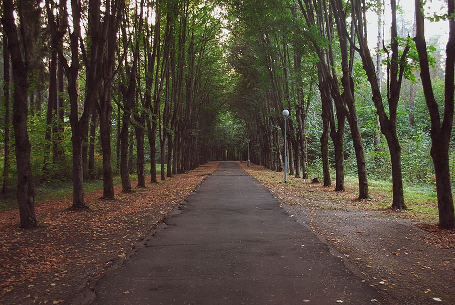 forest, autumn, trees, leaves, nature, october, direction, the way forward HD wallpaper