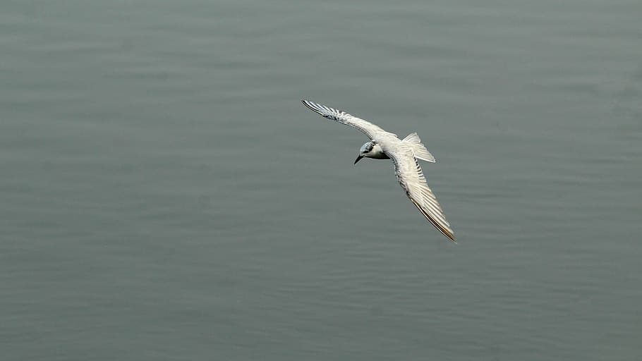tern, whiskered, bird, avian, flight, flying, migratory, wetland HD wallpaper