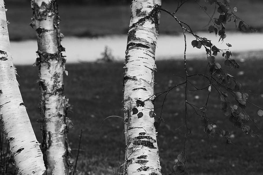 birch, tree, wood, nature, plant, tree trunk, focus on foreground HD wallpaper