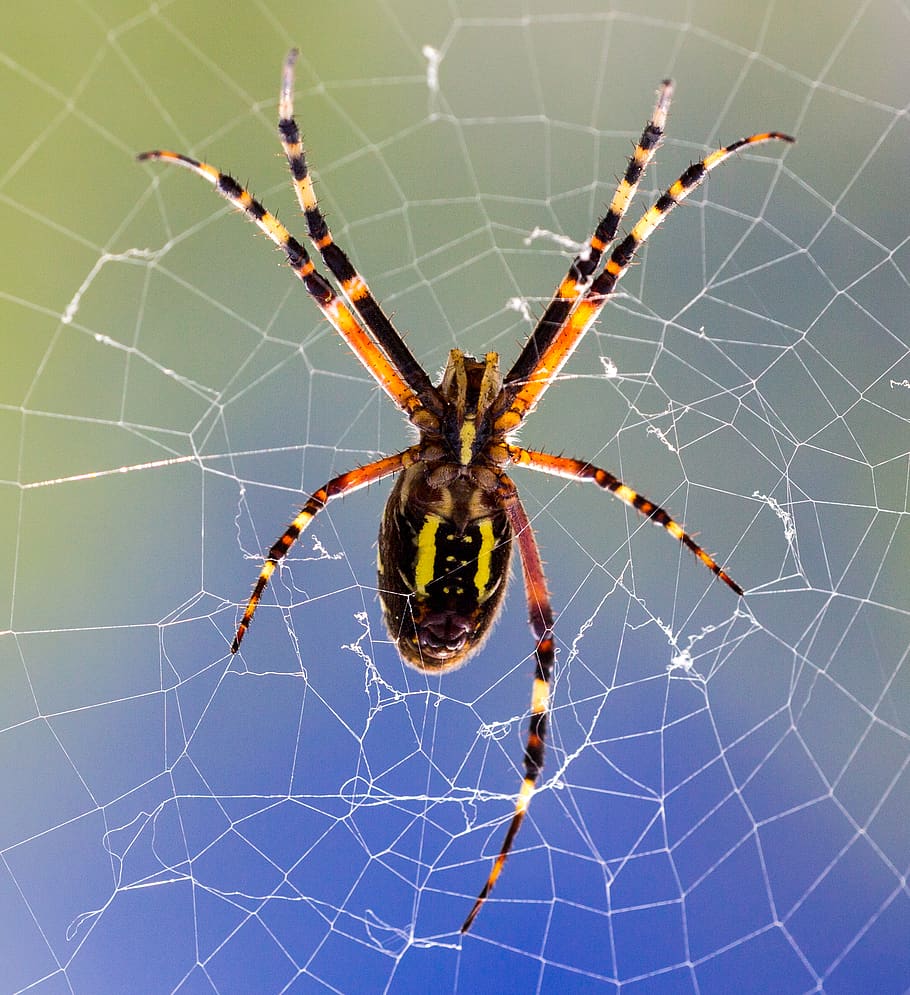 macro, insect, spider, spider web, arachnid, invertebrate, animal themes HD wallpaper