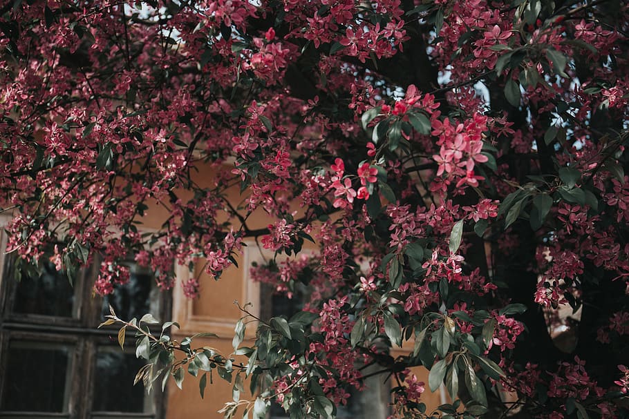 architecture, house, oleander, blossoms, in bloom, spring, trees HD wallpaper