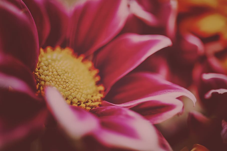 flower, close up, discreet, romantic, flowering plant, freshness HD wallpaper