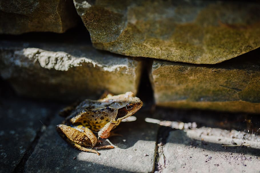 frog on gray surface, animal, wildlife, amphibian, united kingdom HD wallpaper