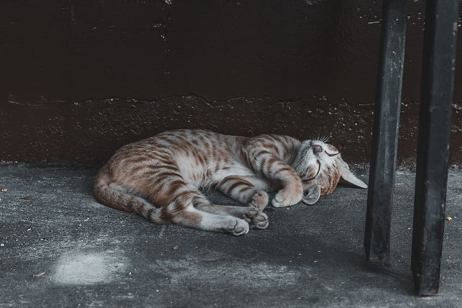 orange tabby cat, tiger, animal, mammal, wildlife, thailand, bodega bangkok party hostel, HD wallpaper