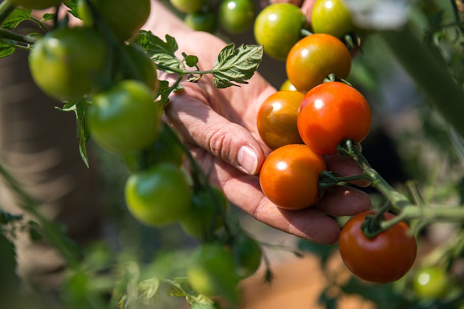 fruit, food, grow, leaf, agriculture, tomato, crop, vegetable HD wallpaper