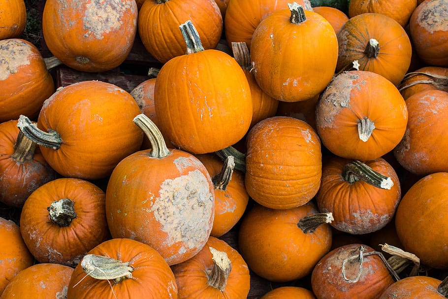 orange pumpkin lot, food and drink, orange color, healthy eating HD wallpaper