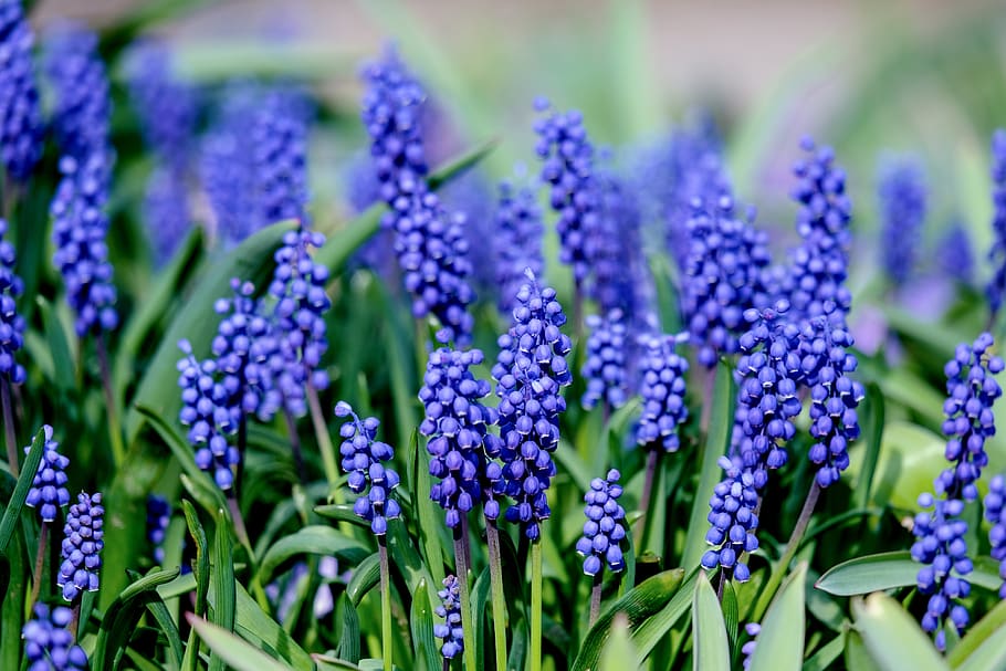 muscari, nature, spring, bloom, hyacinth, bell, spring flower HD wallpaper