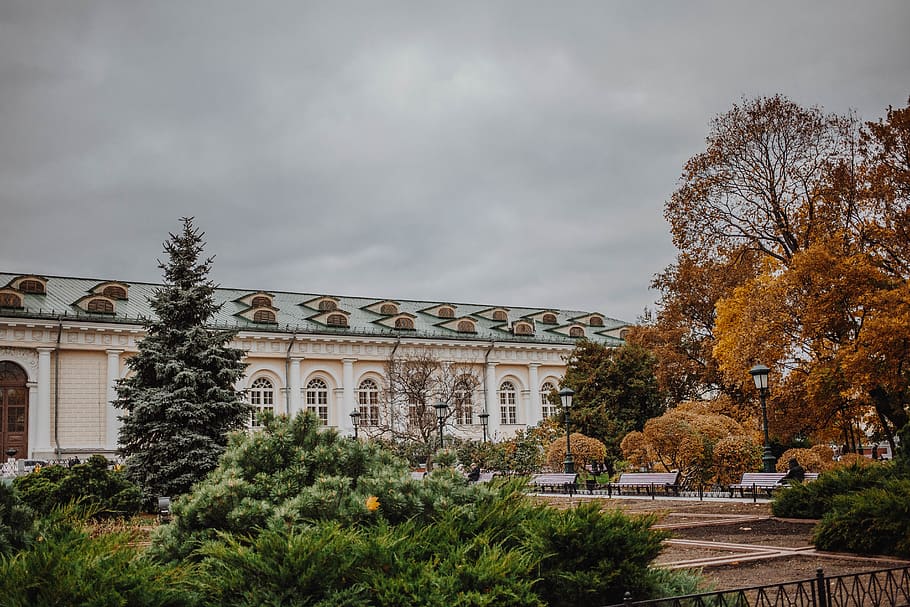 brown house surrounded by trees, plant, abies, fir, moscow, conifer HD wallpaper