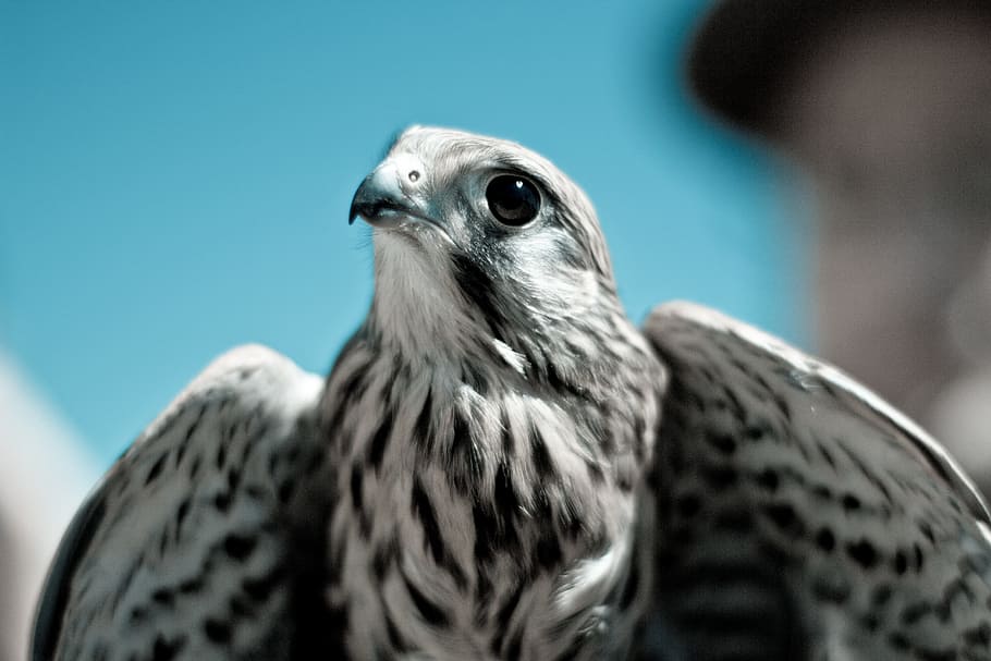 white and black eagle, hawk, bird, wing, fly, flying, wild, wildlife HD wallpaper