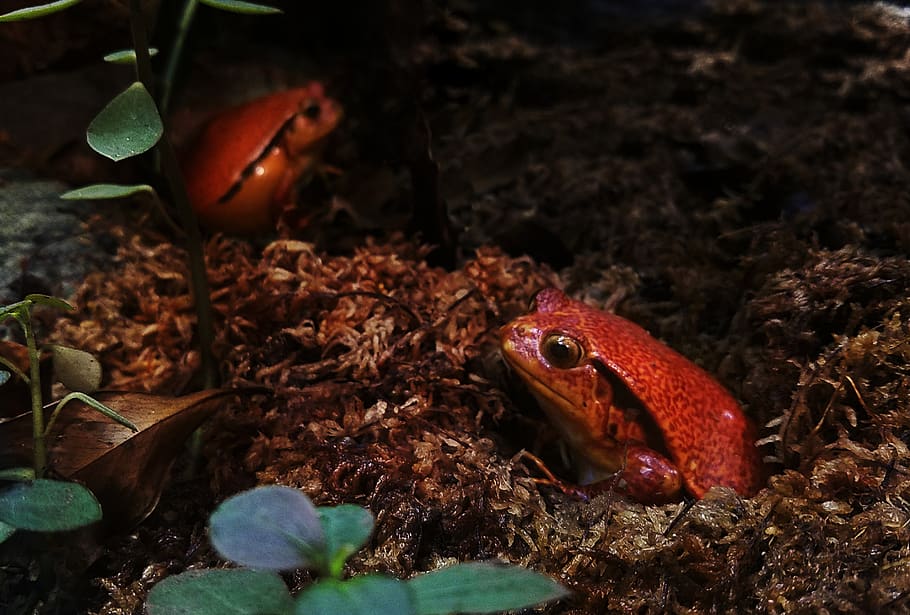 frog, red frog, rainforest, rainforest frog, frogs, red and black frog HD wallpaper