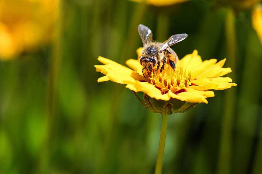 bee, flower, forage, insects, macro, yellow, flowering plant HD wallpaper